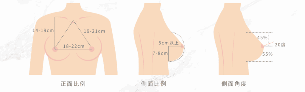 水滴奶胸型比例